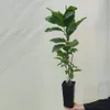 Magnolia Susan 2L Podgląd zdjęcia produktu 7