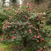 A camellia bush with pink flowers in a garden setting. Produktbild-Vorschau