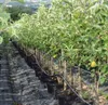 A row of potted apple trees in a nursery or garden center. Produktbild-Vorschau