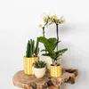 Kolibri Greens | Grünpflanze - Stapelia - Ø9cm Produktbild-Vorschau 2