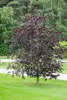 Blutbuche Purpurea 60-100 cm, im Topf - Fagus sylvatica Produktbild-Vorschau 11