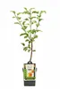 Apfelbaum Elstar 100–120 cm Halbstamm im Topf – Malus Produktbild-Vorschau 5