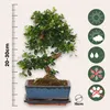 Drzewko herbaciane Fukien - Carmona microphylla - Wysokość Podgląd zdjęcia produktu 2