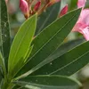 1x Nerium oleander licht roze P26 H80 Produktbild-Vorschau 6