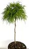 A small, potted evergreen tree with a single trunk and a rounded, bushy top. Produktbild-Vorschau