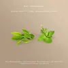 Avoury Green Tea  | MINT GUNPOWDER  |  Tee-Kapseln: Grüntee Produktbild-Vorschau 7
