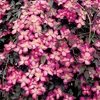 2 x  Clematis montana  - Clematis montana 'Freda'  | 50-60 Náhľad obrázku produktu 2