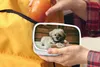 KitchenYeah® Lunchbox Brotzeit Brotdose 17x11 cm Ein Shih Produktbild-Vorschau 4