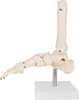 Anatomie Skelett Modell Lebensgroß Anatomisches Knochen Produktbild-Vorschau 2