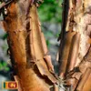 Natürliches ätherisches Palo-Santo-Öl,  von Aromaholic, 60 Produktbild-Vorschau 10