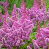 Bloomique - Zestaw 6 sztuk - Astilbe Chinensis Pumila - Podgląd zdjęcia produktu 3