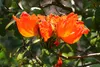 SAFLAX  - Tulipier du Gabon - 30 graines - Spathodea Voir les images du produit 5