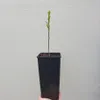 Magnolie Fiume Giallo 2L Anteprima dell’immagine prodotto 6
