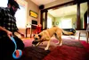 Chuckit! giocattolo per cuccioli Indoor Roller 13cm Anteprima dell’immagine prodotto 3