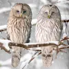 Two owls sitting on a snow-covered branch during snowfall. Produktbild-Vorschau