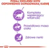 Diagrams illustrating the benefits of a cat food product. Náhled obrázku produktu