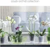 A collection of orchids in decorative pots arranged on a surface, with a blurred sofa in the background. Anteprima dell’immagine prodotto