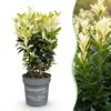 Green boutiQ - 40x Euonymus japonica Paloma Blanca - Voir les images du produit 1