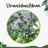 Enseleits 2er Set Strauchbasilikum, Strauch Basilikum Produktbild-Vorschau 3