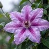Clematis Misayo, vaso da 2 litri Anteprima dell’immagine prodotto 14