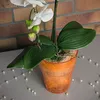 Blumentopf rund Orchideentopf Orchidee D 130 mm H 165 mm Produktbild-Vorschau 4