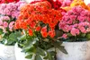 Bloomique - Lot de 3 - Kalanchoé - Fleurs roses - Plante Voir les images du produit 3