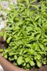 Stevia rebaudiana, Süßkraut, ca. 11x11 cm Topf Produktbild-Vorschau 2
