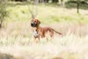 TRIXIE 19281, Hund, Schlaufenmaulkorb, L, Schwarz, Produktbild-Vorschau 13