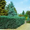 Chamaecyparis lawsoniana 'Alumii', Blaue Scheinzypresse, Produktbild-Vorschau 5