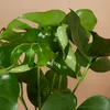 Bloomique - Lot de 2 - Monstera Deliciosa - Plante-gruyère Voir les images du produit 5