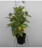 Calycanthus floridus (c. fertilis) - Kruidenstruik, 40-60 Productafbeelding-voorbeeld 1