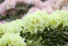 Rhododendron yakushimanum 'Flava', gelb, 40–50 cm Produktbild-Vorschau 6