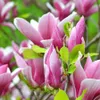 Bakker.com - Tulpen-Magnolie, Der topf / 2L / Lieferhöhe Produktbild-Vorschau 3