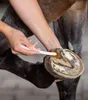 A person is applying a paste to a horse's hoof. Produktbild-Vorschau