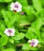 BALDUR Garten 8x Bodendecker winterhart Lippia Summer Produktbild-Vorschau 4