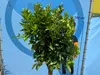 Sunny Tree - Orangenbaum - große 160 Zentimeter - Citrus Produktbild-Vorschau 6