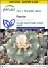 SAFLAX Insieme di coltivazione - Peyote - 20 semi - Anteprima dell’immagine prodotto 1