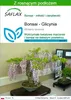 SAFLAX - Bonsai - Glicynia - 4 Nasiona - Z podłożem Podgląd zdjęcia produktu 1