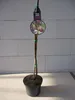 Feige Madeleine de deux Saisons - Ficus carica - 40-50cm - Produktbild-Vorschau 2