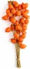 Physalis Zweige getrocknet Natur - Lampionblume Deko - Boho Produktbild-Vorschau 1