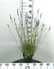 Lavandula int. 'Grosso' - Provence Lavendel Grosso - Produktbild-Vorschau 1
