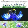 Kornblumen Samen (Centaurea cyanus) - Wunderschön Produktbild-Vorschau 5