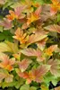 Physocarpus opulifolius 'Amber Jubilee', Blasenspiere, Produktbild-Vorschau 11