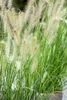 Pennisetum alopecuroides 'Little Bunny', Lampenputzergras, Produktbild-Vorschau 2