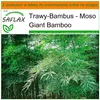 SAFLAX - Garden in the bag - Moso Giant Bamboo - 20 Nasiona Podgląd zdjęcia produktu 8