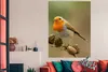 MuchoWow® Poster Vogel - Rotkehlchen - Tannenzapfen - Zweig Produktbild-Vorschau 3