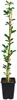 Agrume, Oranger Cédrat (Switrus) : 50–70 cm – Arbre Voir les images du produit 4