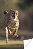 MuchoWow® Poster Leopard - Sprint - Pflanzen 40x60 cm - Produktbild-Vorschau 2