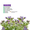 Lungenkraut 360 Kapseln LUNGENPOWER Lungenkraft Pulmonaria Produktbild-Vorschau 3