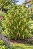 Witte frambozenstruik 'Witte Hollander', 30–35 cm – *Ribes Productafbeelding-voorbeeld 3